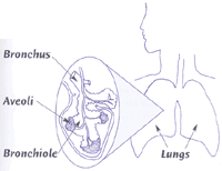 Image of the Bronchus, Aveoli, and Brochiole in the lungs
