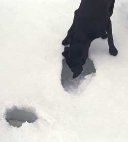 Labrador retriever sniffs ringed seal lair