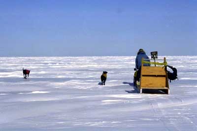 Labrador retreivers search for ringed seals with Dr. Brendan Kelly