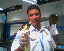 TSO Luis Feliciano holds a baby alligator found in a passenger's sock.