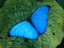 Photo of a Blue Morpho Butterfly. Source: J. Bauer 2004 All Rights Reserved
