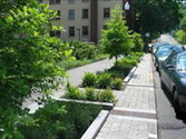 Bioretention on Street