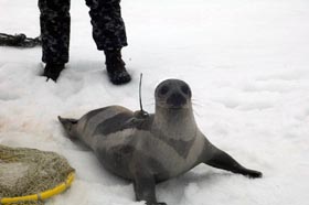 Adult female ribbon seal