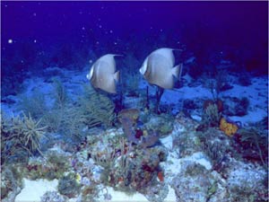 Grey Angelfish on Biscayne National Park coral patch reef