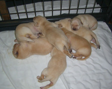 Photo of puppies