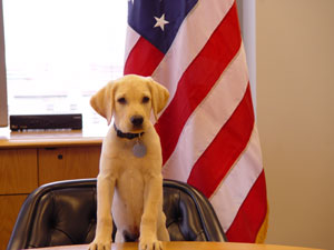 Image of a puppy in front of a US flag.