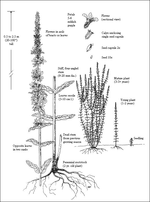 GIF-Purple loosestrife