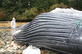 beached humpback