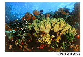 Fish swim among multi-colored soft and hard corals. 
 Photo Source: James Hutchins