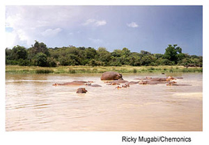 Hippopotamuses wallow in a muddy river. Photo source: Ricky Mugabi/Chemonics