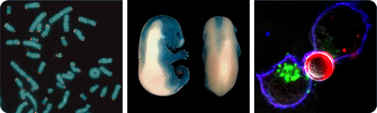 Ring chromosome - Mouse embryos - T-cells bound to an anti-CD3-coated microbead