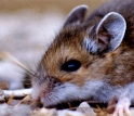The deer mouse (Peromyscus maniculatus) helps spread hantavirus to humans.