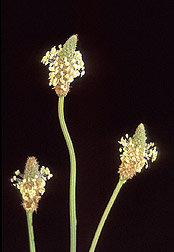 Buckhorn plantain, Plantago lanceolata: Click here for full photo caption.