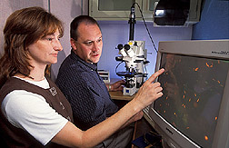 Two physiologists evaluate whether turkey sperm are alive or dead: Click here for full photo caption.