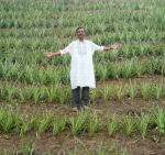 Image of pineapple farmer Masud Ahmed in Hail Haor. Photo Credit: USAID/Bangladesh (Management of Aquatic Ecosystems through Community Husbandry/MACH Project)