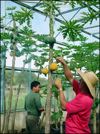 photo - papaya in Philippine hothouse