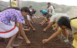Approximately a dozen women from Honduras planting seeds by hand. Photo Source: DevTech Systems, Inc.