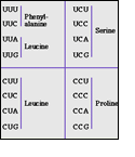 Chart of genetic code of the codon AUG