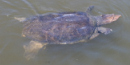 Soft-Shell Turtle