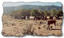 Cows often graze on open range allocated to ranchers who lease public lands for grazing based on Animal Unit Months or AUM's