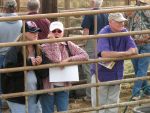 Members of the public view yearlings at the Cedar City holding facility