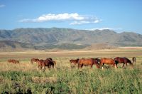 Onaqui Herd near Dugway