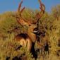 Mule Deer in the Book Cliffs Mountains