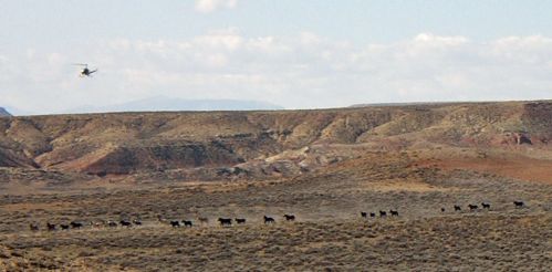 Census of the McCullough Peaks, Wyoming Herd Management Area.