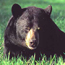 Black bears are found in Big South Fork