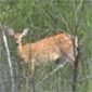 Deer near Worland, Wyoming.