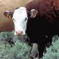 Livestock grazing in Wyoming.