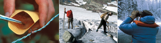 bear research, glacier research, and bird count photo