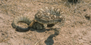 Blacktailed rattlesnake