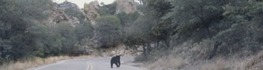 Black bear crossing the Basin Road