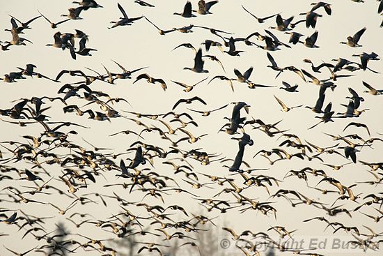 Flock of Canada geese.  Photo by Ed Bustya.