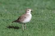 mountain plover