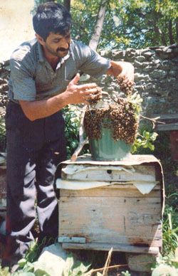 Latif Ginyetoglu tends to his bees, which produce 12,000 kg of honey annually.