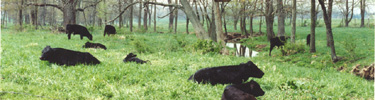 Angus grazing at Eisenhower Farm