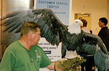 A bald eagle intrepidly goes through screening at Ted Stevens Anchorage (Alaska) International Airport as a handler from the Bird Treatment and Learning Center allows the bird to stretch its wings. The bird passed through Anchorage on its way to Haines, Alaska, where it was to be released into the wild.