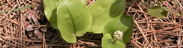 Green plant sprouting up through pine needles.