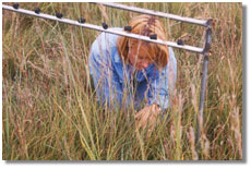 researcher study grassland plots (Size: 17KB)