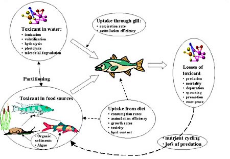 demo of bioaccumulation factors in aquatox