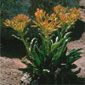 Desert Yellowhead (Yermo xanthocephalus)