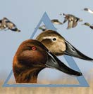 Delta Waterfowl