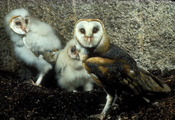 Barn owls