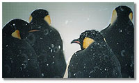 several Emperor penguins; caption is below