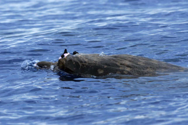 Blainville's Beaked Whale, photographed during BRS-07