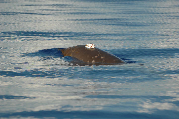Tagged Blainville's Beaked Whale, photographed during BRS-07