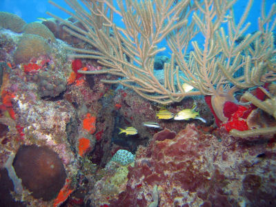 Coral reef - photo by Wayne Davis USEPA