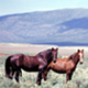 Scenic Photo With Horses